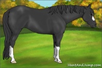 Horse Color:Black 