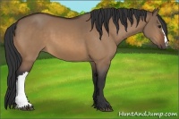 Horse Color:Bay Dun 
