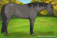 Horse Color:Grullo 