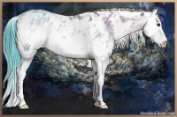 Horse Color:Classic Champagne Onyx Sabino Splash Appaloosa