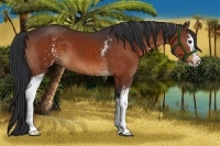 Horse Color:White Spotted Bay Sabino