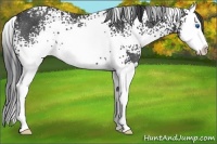 Horse Color:White Spotted Blue Roan Splash Rabicano 