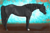 Horse Color:Black  and Black Rabicano 