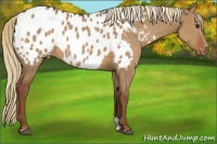 Horse Color:Red Dun Appaloosa 