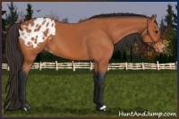 Horse Color:Bay Appaloosa 