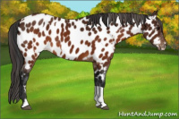 Horse Color:Brown Appaloosa and Gray Brown Appaloosa