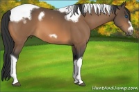Horse Color:White Spotted Buckskin Tobiano Frame