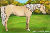 Horse Color:Silver Amber Champagne 