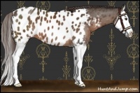 Horse Color:Liver Chestnut Sabino Splash Appaloosa 