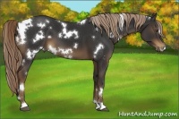 Horse Color:White Spotted Liver Chestnut 