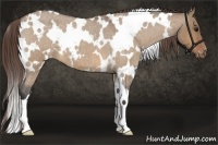 Horse Color:White Spotted Bay Roan Dun Appaloosa 