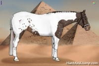 Horse Color:Liver Chestnut Tobiano Appaloosa