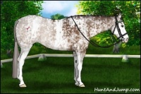 Horse Color:White Spotted Liver Chestnut 