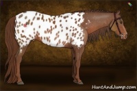 Horse Color:Chestnut Near Leopard 