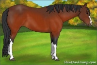 Horse Color:Brown 