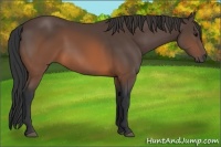 Horse Color:Brown 
