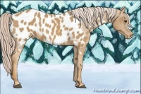 Horse Color:Palomino Appaloosa