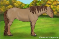 Horse Color:Red Dun