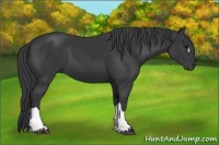Horse Color:Black 