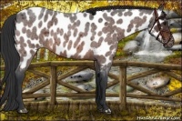 Horse Color:Bay Roan Near Leopard 