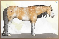 Horse Color:White Spotted Buckskin 