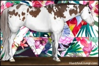 Horse Color:White Spotted Liver Chestnut Splash Appaloosa