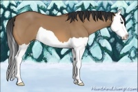 Horse Color:Bay Dun Splash 