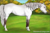 Horse Color:Chocolate Silver Brown Chinchilla Dun Sabino