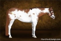 Horse Color:White Spotted Chestnut Frame 
