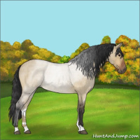Horse Color:Bay Roan Dun Rabicano Brindle