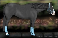 Horse Color:Blue Roan Splash 