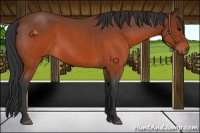 Horse Color:Brown Roan Rabicano 