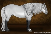 Horse Color:Silver Brown Chinchilla 