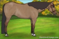 Horse Color:Bay Roan Dun Rabicano Brindle 