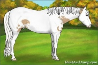 Horse Color:White Spotted Silver Buckskin Splash Tobiano 