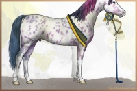 Horse Color:Watercolor White Spotted Brown Ice Dun Appaloosa 