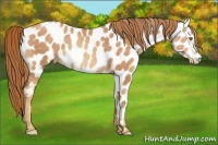 Horse Color:Gold Champagne Appaloosa