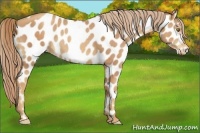 Horse Color:Gold Champagne Appaloosa 