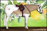 Horse Color:Palomino Splash Appaloosa 