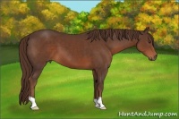 Horse Color:Liver Chestnut 
