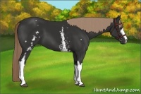 Horse Color:White Spotted Liver Chestnut 