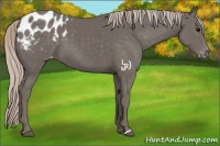 Horse Color:Silver Black Appaloosa 
