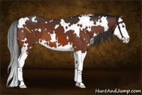 Horse Color:White Spotted Brown Splash Appaloosa