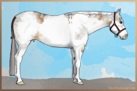 Horse Color:White Spotted Bay Dun Sabino Frame Appaloosa Rabicano  and White Spotted Bay Frame Appaloosa 