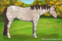 Horse Color:Classic Champagne Ice Roan 