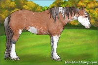 Horse Color:Bay Sabino Appaloosa 