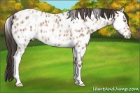 Horse Color:Amber Champagne Ice Splash Appaloosa  and Amber Champagne Tobiano Appaloosa 