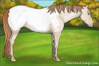 Horse Color:Smoky Grullo Pearl Appaloosa 