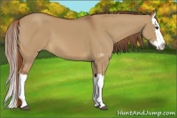 Horse Color:Red Dun Splash 
