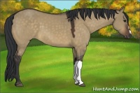 Horse Color:Brown Dun 